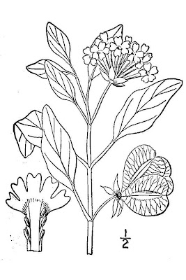 Smallflower Sandverbena