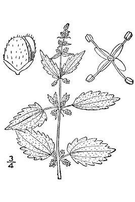 Heart-leaf Nettle
