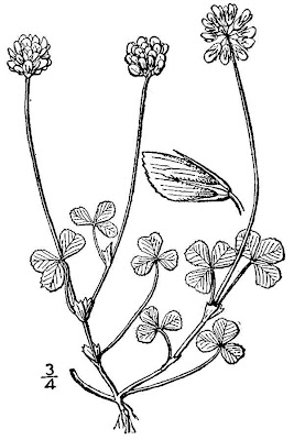 Wild White Clover