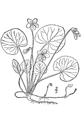 Smooth White Violet
