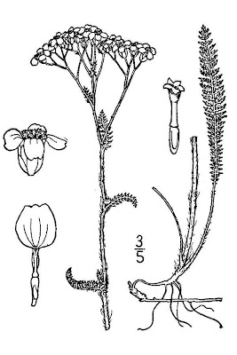 Western Yarrow