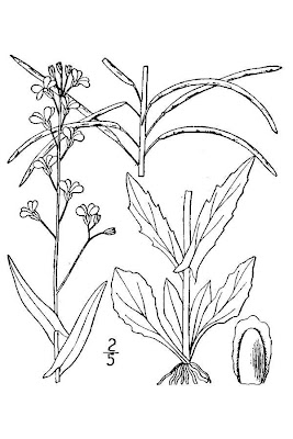 Smooth Rockcress Smooth Rockcress