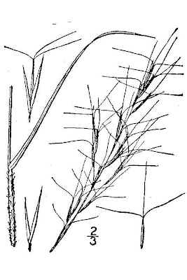 Woolysheath threeawn