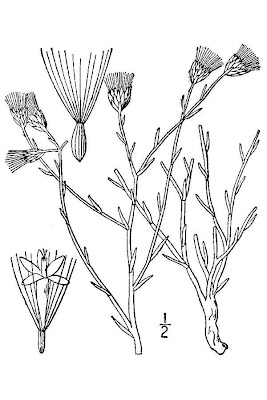 False willow