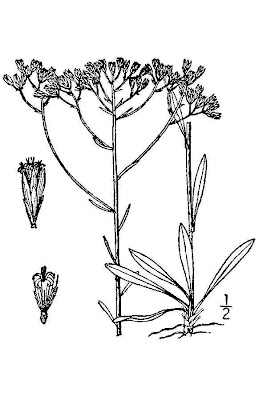 Pineland Rayless Goldenrod