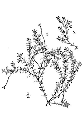Western Waterweed