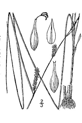 Blister sedge Blister sedge