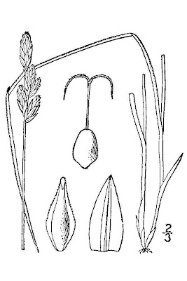 White-scale sedge White-scale sedge