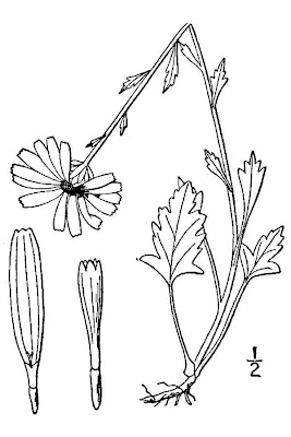 Arctic Chrysanthemum