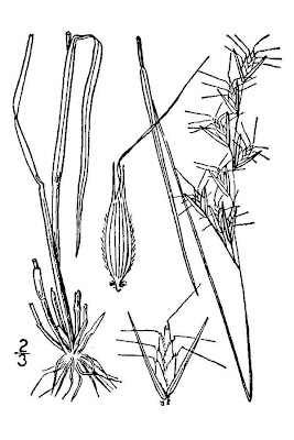 Danthonia epilis,
Carolina oatgrass