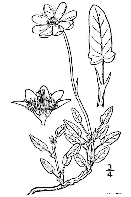 Entireleaf Mountain-avens