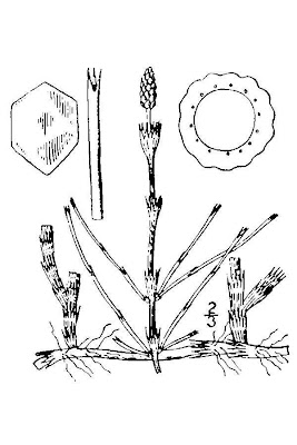 Litoral horsetail Litoral horsetail