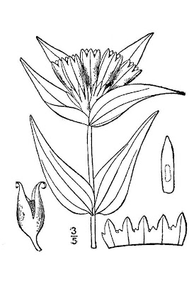 Closed gentian Closed gentian