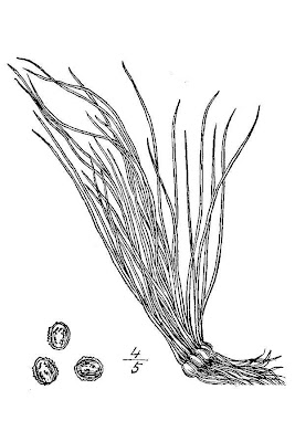 Eaton's quillwort