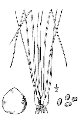 Blackfoot quillwort Blackfoot quillwort