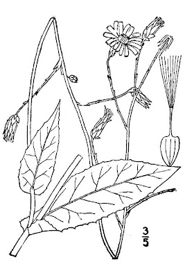 Biannual lettuce Biannual lettuce