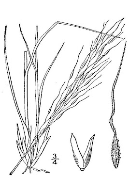 Canadian ricegrass Canadian ricegrass