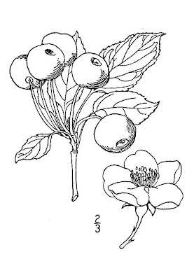 Siberian Crab Apple
