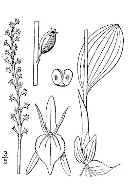 White Adder's-mouth Orchid