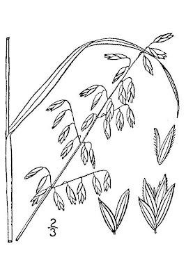 Threeflower Melicgrass