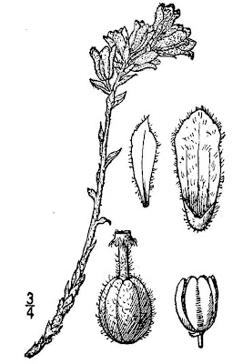 Pinesap