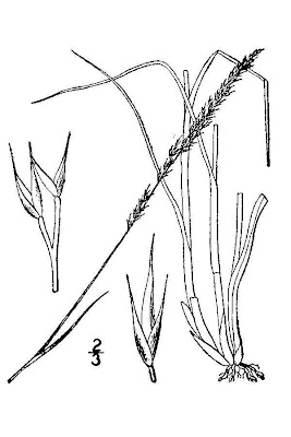 Plains Muhly