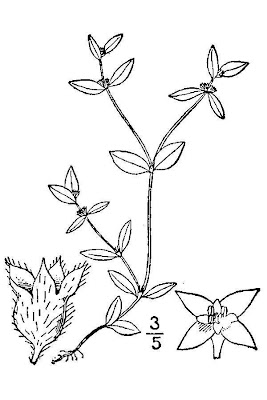 Clustered mille graines Clustered mille graines