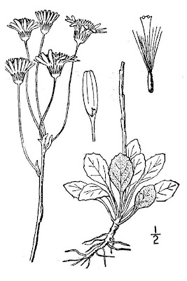 Packera antennariifolia,
shale barren ragwort,
shalebarren ragwort
