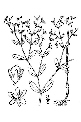 Smooth Forked Nailwort