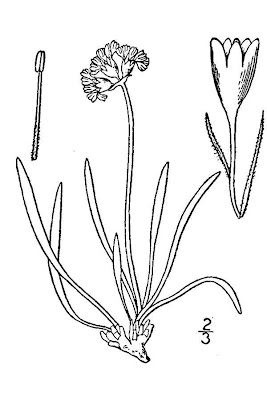 Manybranch eriogonum Manybranch eriogonum