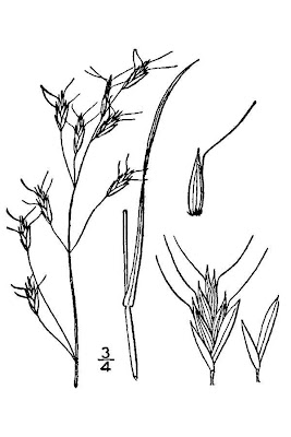 False melic grass