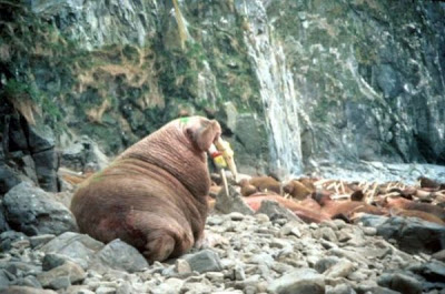 Odobenus rosmarus,
morse,
Walrus