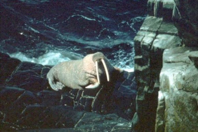 Odobenus rosmarus,
morse,
Walrus