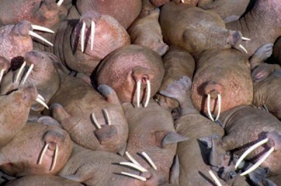 Odobenus rosmarus,
morse,
Walrus