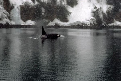 Killer Whale