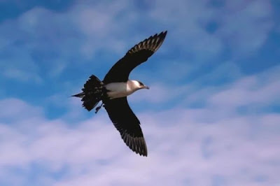 P�galo Par�sito