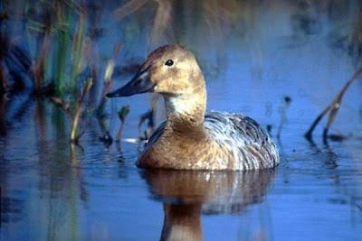 Canvasback Canvasback