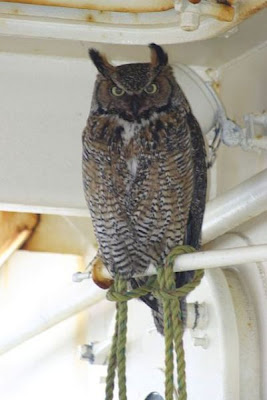Bubo virginianus,
Búho cornudo,
grand-duc d'Amérique,
Great Horned Owl Bubo virginianus,
Búho cornudo,
grand-duc d'Amérique,
Great Horned Owl