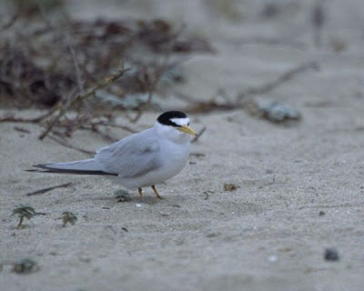 California Least Tern
