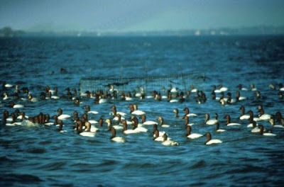 Canvasback Canvasback