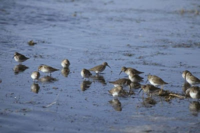 Calidris alpina,
Alpenstrandl&auml;ufer,
b&eacute;casseau variable,
Correlimos Com&uacute;n,
Dunlin,
Pilrito-comum,
Piovanello pancianera,
Playero dorso rojo