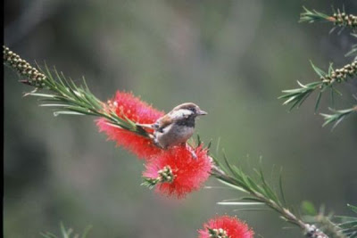 Chestnut-backed Chickadee Chestnut-backed Chickadee