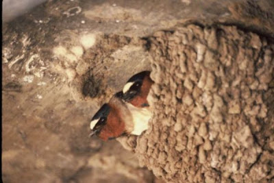 Cliff Swallow Cliff Swallow