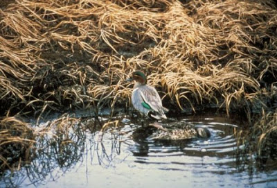 Eurasian Teal