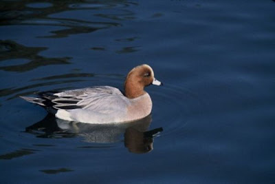 Canard siffleur Canard siffleur