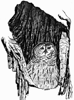 Athene cunicularia,
Burrowing Owl,
chev&ecirc;che des terriers,
Tecolote llanero