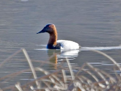 Aythya valisneria