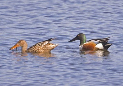 Canard souchet Canard souchet