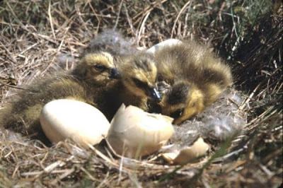 Branta canadensis minima Branta canadensis minima