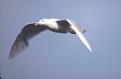 Gaivota-hiperb�rea